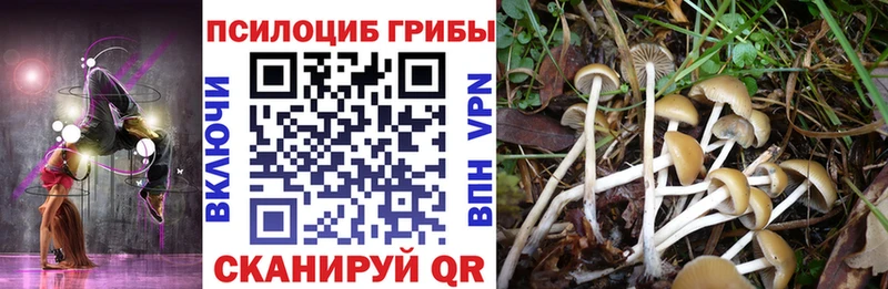 Псилоцибиновые грибы Psilocybine cubensis  Купить где  Урень 